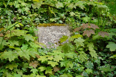 Bad Godesberg